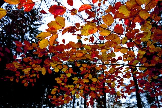 הורדה חינם Autumn Mood Fall Leaves Branches - תמונה או תמונה בחינם לעריכה עם עורך התמונות המקוון GIMP