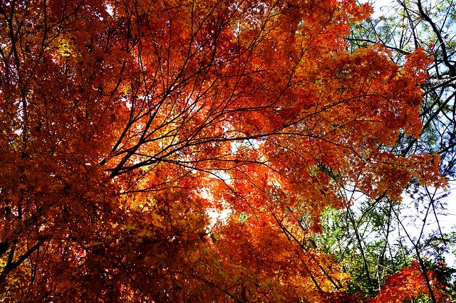 Скачать бесплатно Autumn Mountain Nature - бесплатное фото или изображение для редактирования с помощью онлайн-редактора GIMP