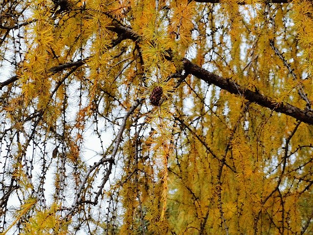 Unduh gratis Autumn Mountain Trees - foto atau gambar gratis untuk diedit dengan editor gambar online GIMP