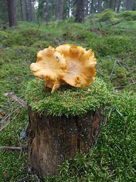 Free download Autumn Mushroom Chanterelle -  free photo or picture to be edited with GIMP online image editor