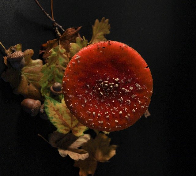 Muat turun percuma Autumn Mushroom Fly Agaric - foto atau gambar percuma untuk diedit dengan editor imej dalam talian GIMP