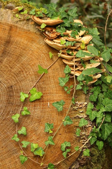 Téléchargement gratuit de Ivy Tree aux champignons d'automne - photo ou image gratuite à modifier avec l'éditeur d'images en ligne GIMP