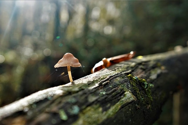 Free download autumn mushroom mycology fungus free picture to be edited with GIMP free online image editor