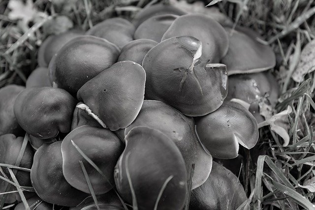 تنزيل Autumn Mushroom Nature مجانًا - صورة مجانية أو صورة لتحريرها باستخدام محرر الصور عبر الإنترنت GIMP