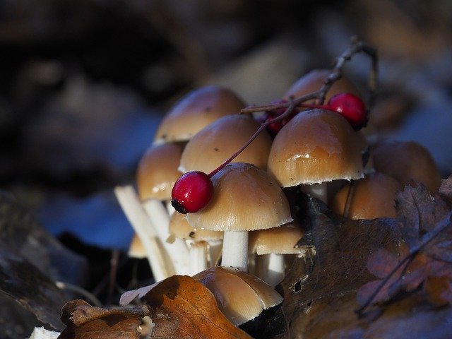 تنزيل Autumn Mushroom Forest Floor - صورة مجانية أو صورة مجانية ليتم تحريرها باستخدام محرر الصور عبر الإنترنت GIMP