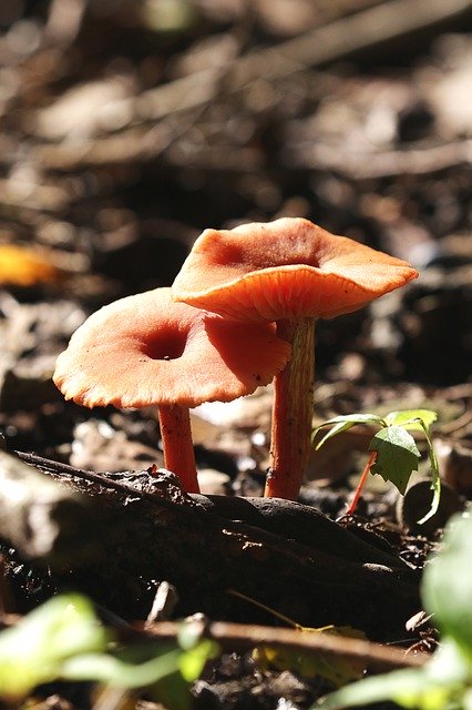 Descarga gratuita Autumn Mushrooms Underwood: foto o imagen gratuita para editar con el editor de imágenes en línea GIMP