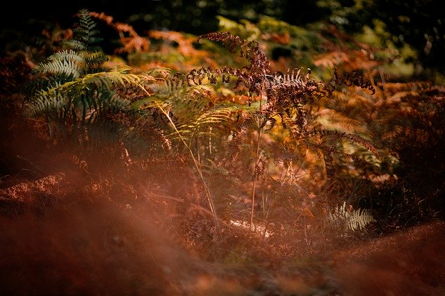 Bezpłatne pobieranie Autumn Nature Bracken - bezpłatne zdjęcie lub obraz do edycji za pomocą internetowego edytora obrazów GIMP