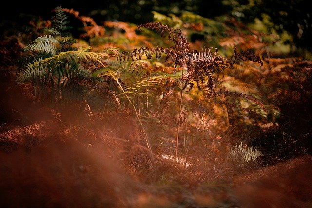 ດາວ​ໂຫຼດ​ຟຣີ Autumn Nature Bracken - ຮູບ​ພາບ​ຟຣີ​ຫຼື​ຮູບ​ພາບ​ທີ່​ຈະ​ໄດ້​ຮັບ​ການ​ແກ້​ໄຂ​ກັບ GIMP ອອນ​ໄລ​ນ​໌​ບັນ​ນາ​ທິ​ການ​ຮູບ​ພາບ