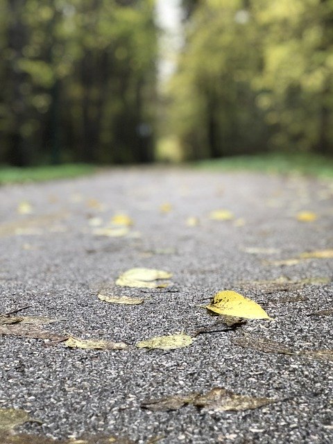 ดาวน์โหลดฟรี Autumn Nature Excursion - ภาพถ่ายหรือรูปภาพฟรีที่จะแก้ไขด้วยโปรแกรมแก้ไขรูปภาพออนไลน์ GIMP