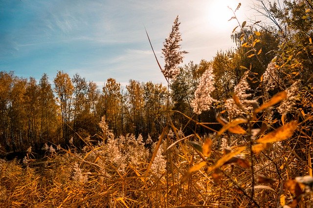 免费下载秋季自然森林 - 使用 GIMP 在线图像编辑器编辑的免费照片或图片