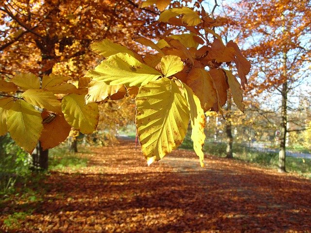 Descărcare gratuită Autumn Nature Indian Summer - fotografie sau imagini gratuite pentru a fi editate cu editorul de imagini online GIMP