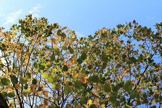 Скачать бесплатно Autumn Nature Leaves Fall - бесплатное фото или изображение для редактирования с помощью онлайн-редактора GIMP