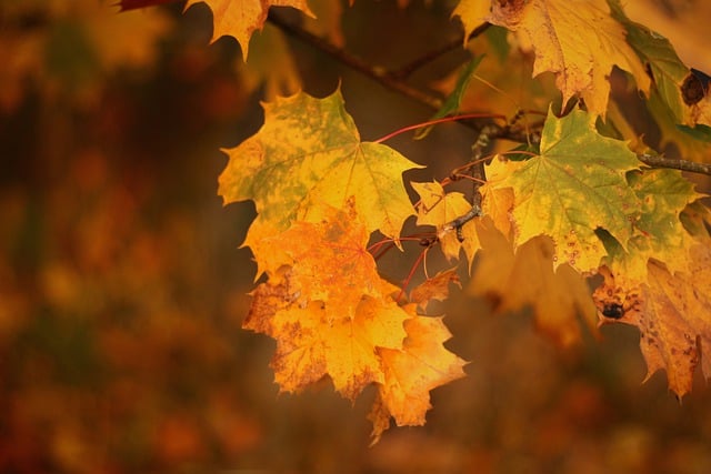 Free download autumn nature leaves maple leaves free picture to be edited with GIMP free online image editor