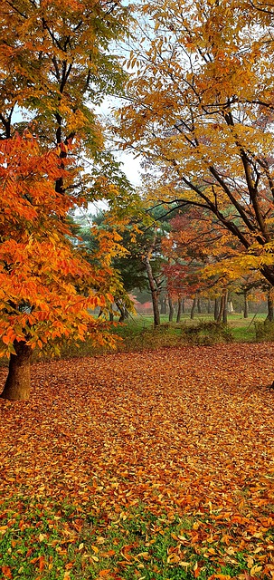 Descărcare gratuită toamna natură copaci sezonul de toamnă poza gratuită pentru a fi editată cu editorul de imagini online gratuit GIMP