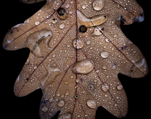 Free download autumn oak forest nature drops free picture to be edited with GIMP free online image editor