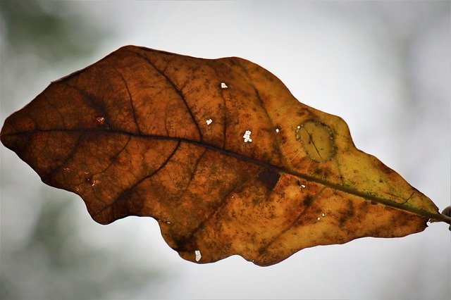 Шаблон фото Осінній дубовий лист жив - для OffiDocs
