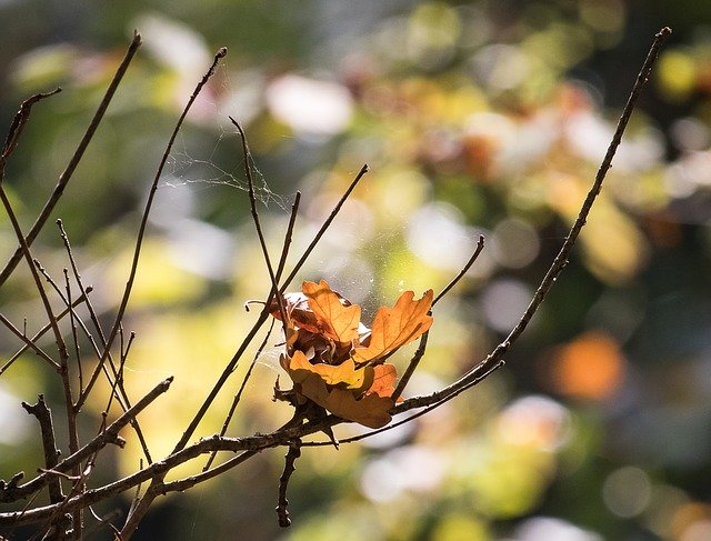 Free download Autumn Oak Leaves Brown -  free photo or picture to be edited with GIMP online image editor