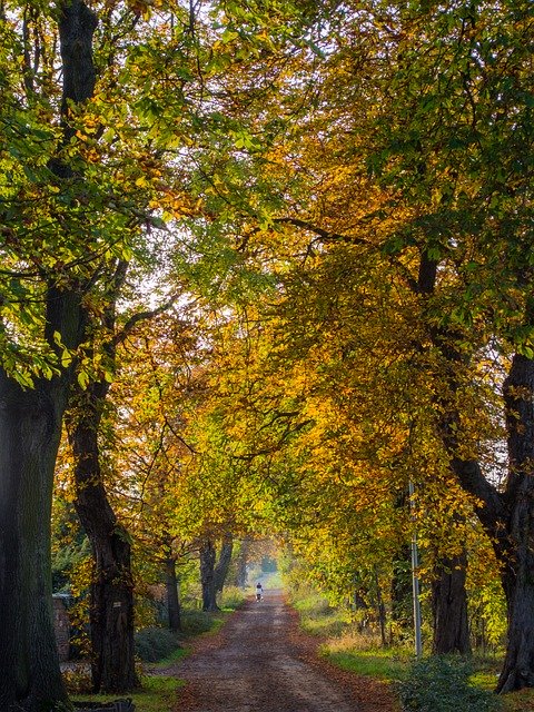 Free download Autumn October Foliage In The -  free photo or picture to be edited with GIMP online image editor