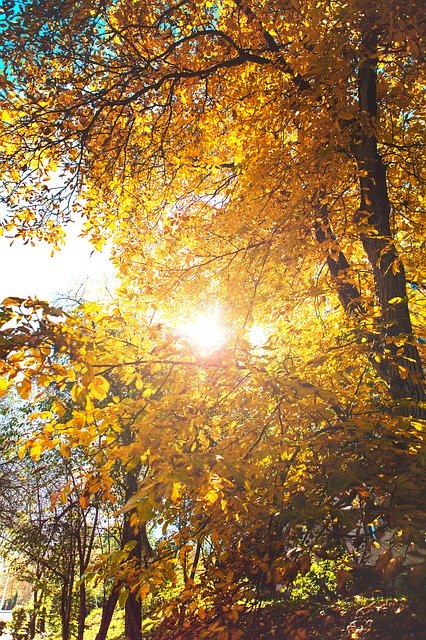 Sonbahar Portakal Yapraklarını ücretsiz indirin - GIMP çevrimiçi resim düzenleyiciyle düzenlenecek ücretsiz fotoğraf veya resim