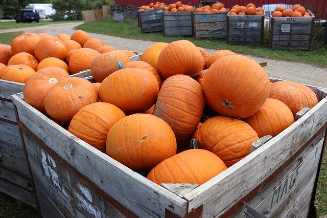 Download gratuito Autumn Orange Pumpkin - foto o immagine gratis da modificare con l'editor di immagini online di GIMP