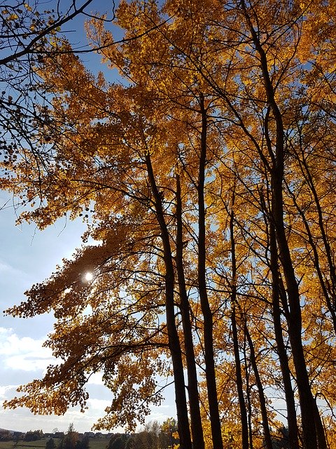 Free download Autumn Orange Trees -  free photo or picture to be edited with GIMP online image editor