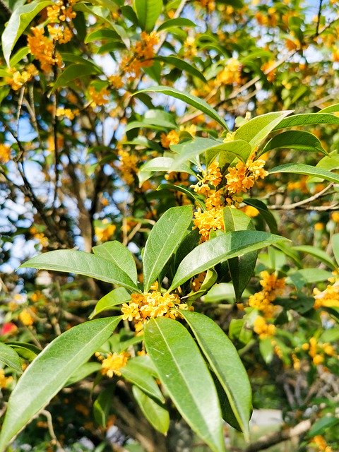 Free picture Autumn Osmanthus Sweet-Scented -  to be edited by GIMP free image editor by OffiDocs