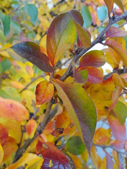 Descarga gratuita Autumn Paint Tree: foto o imagen gratuita para editar con el editor de imágenes en línea GIMP