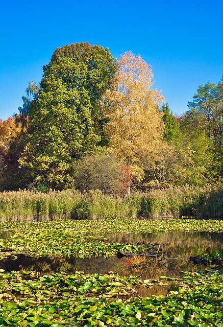 免费下载 Autumn Park Foliage - 可使用 GIMP 在线图像编辑器编辑的免费照片或图片