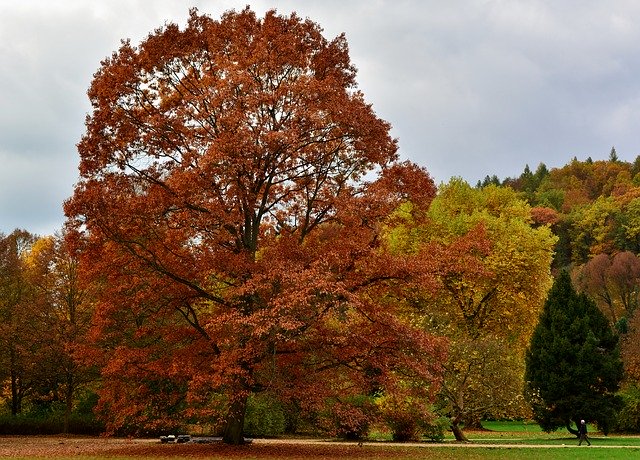 Download grátis Autumn Park Nature Fall - foto ou imagem gratuita a ser editada com o editor de imagens online GIMP