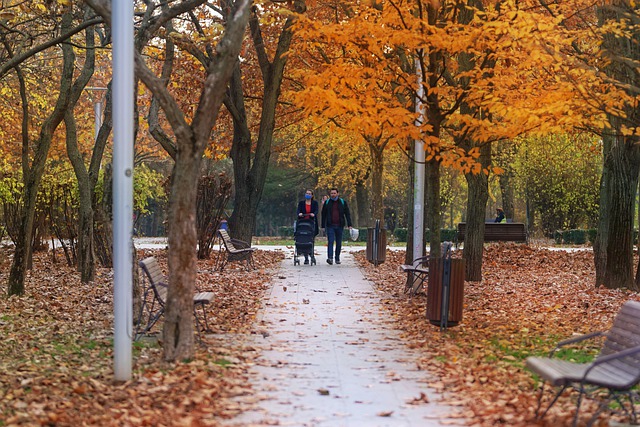 Free download autumn park nature season trees free picture to be edited with GIMP free online image editor