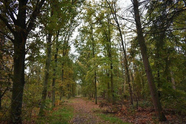 Unduh gratis Autumn Path Forest - foto atau gambar gratis untuk diedit dengan editor gambar online GIMP
