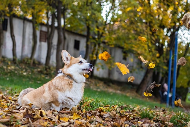 Free download autumn pembroke welsh corgi fall free picture to be edited with GIMP free online image editor