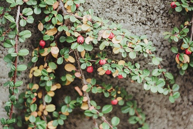 Muat turun percuma Autumn Plant Green - foto atau gambar percuma untuk diedit dengan editor imej dalam talian GIMP