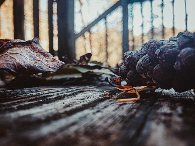 Бесплатно скачать Осеннее крыльцо, уровень земли - бесплатную фотографию или картинку для редактирования с помощью онлайн-редактора изображений GIMP