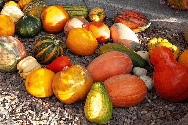 免费下载秋季南瓜橙 - 使用 GIMP 在线图像编辑器编辑的免费照片或图片