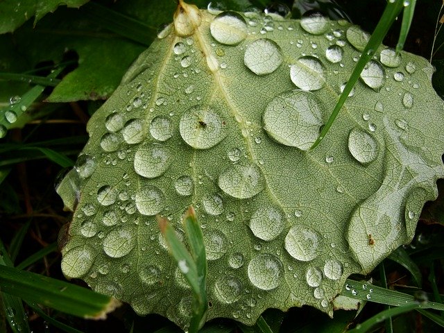 Free download Autumn Rain Wet Water -  free photo or picture to be edited with GIMP online image editor