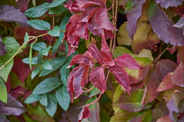 Free download Autumn Red Forest -  free photo or picture to be edited with GIMP online image editor