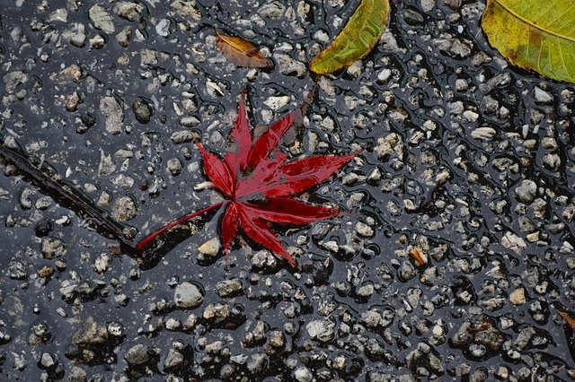 Free picture Autumn Red Leaves -  to be edited by GIMP free image editor by OffiDocs