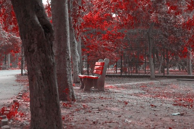 Free picture Autumn Red Leaves Colorful -  to be edited by GIMP free image editor by OffiDocs