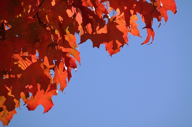निःशुल्क डाउनलोड करें पतझड़ की लाल पत्तियाँ - GIMP ऑनलाइन छवि संपादक के साथ संपादित की जाने वाली निःशुल्क फ़ोटो या तस्वीर