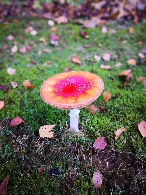 Free download Autumn Red Mushroom -  free photo or picture to be edited with GIMP online image editor