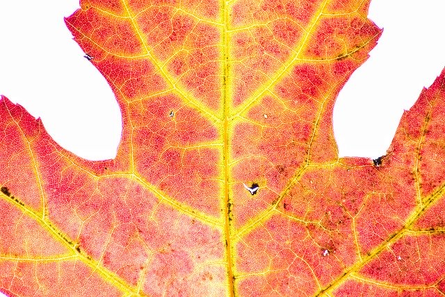 Download gratuito Autumn Red Nature - foto o immagine gratuita gratuita da modificare con l'editor di immagini online di GIMP
