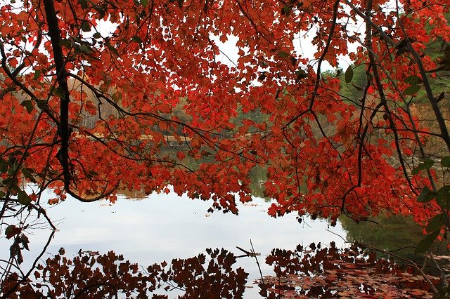 Template Photo Autumn Red Trees -  for OffiDocs