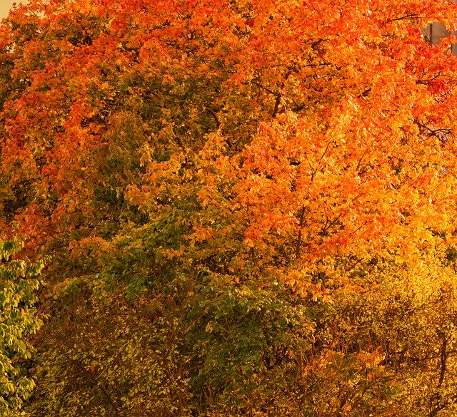 Free picture Autumn Red Yellow -  to be edited by GIMP free image editor by OffiDocs