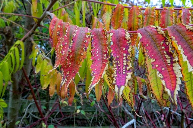 Gratis download Autumn Rhus Emerge - gratis foto of afbeelding om te bewerken met GIMP online afbeeldingseditor