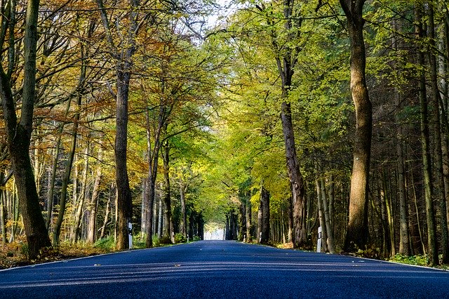 Free download Autumn Road Landscape -  free photo or picture to be edited with GIMP online image editor