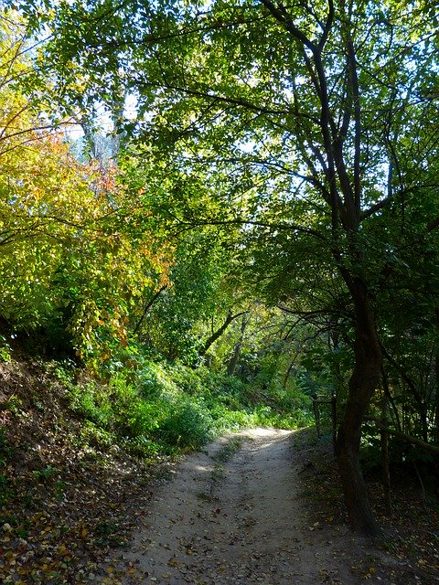 Gratis download Autumn Road Trail - gratis foto of afbeelding om te bewerken met GIMP online afbeeldingseditor