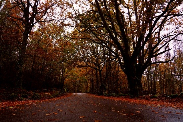 Free picture Autumn Road Trees -  to be edited by GIMP free image editor by OffiDocs