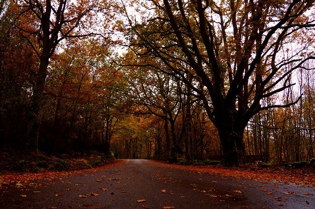 Baixe gratuitamente Autumn Road Trees - foto ou imagem gratuita para ser editada com o editor de imagens online do GIMP