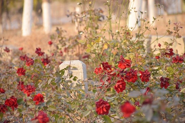 Скачать бесплатно Осенняя роза - бесплатное фото или изображение для редактирования с помощью онлайн-редактора изображений GIMP